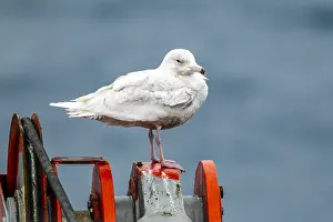 Glaucous Gull Print: First-summer Larus hyperboreus on Arctic boat deck