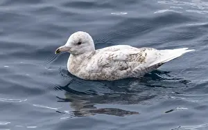 Summer Plumage Bird Prints: Glaucous Gull, Larus hyperboreus hyperboreus