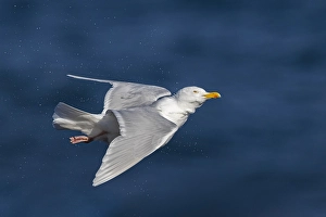 Blue Sky Nature Scenes Prints: Glaucous Gull, Larus hyperboreus leuceretes