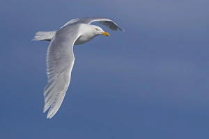 Blue Sky Wildlife Images Prints: Glaucous Gull, Larus hyperboreus leuceretes