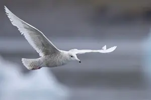 Glaucous Gull Prints: Glaucous Gull, Larus hyperboreus leuceretes