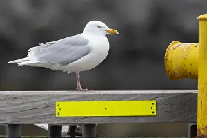 Charadriiformes Birds Online Prints: Glaucous Gull, Larus hyperboreus leuceretes
