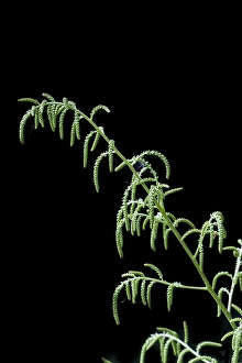 Springtime Garden Blooms Prints: Goatsbeard, Aruncus dioicus