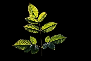 Forest Flora Prints: Goatsbeard, Aruncus dioicus