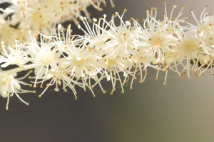 Nature Garden Flowers Prints: Goatsbeard, Aruncus dioicus