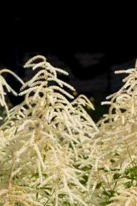 Nature Garden Flowers Prints: Goatsbeard, Aruncus dioicus