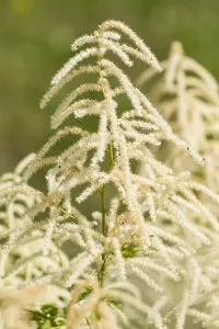 White Blossom Flowers Prints: Goatsbeard, Aruncus dioicus