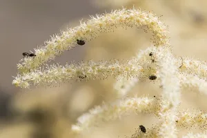 Nature Photography Springtime Prints: Goatsbeard, Aruncus dioicus