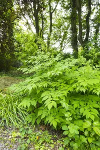 Nature Garden Flowers Prints: Goatsbeard, Aruncus dioicus
