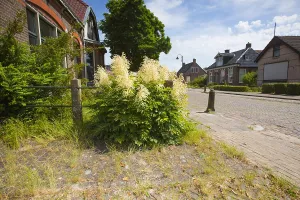 Spring Blossom Prints: Goatsbeard, Aruncus dioicus