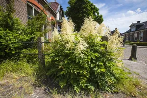 Spring Blossom Prints: Goatsbeard, Aruncus dioicus