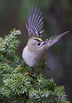 Regulus Regulus Species Prints: Goldcrest, Regulus regulus