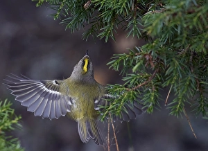 Nature Photography Finland Prints: Goldcrest, Regulus regulus