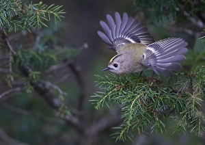 Bird Flight Photography Prints: Goldcrest, Regulus regulus