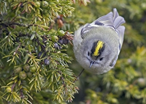 Regulus Regulus Species Prints: Goldcrest, Regulus regulus