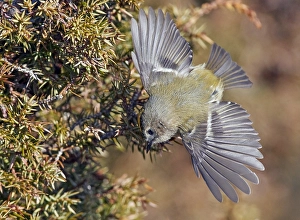 Goldcrest Print: Regulus regulus on Utö Island, Finland