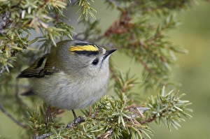 Regulus Regulus Species Prints: Goldcrest, Regulus regulus
