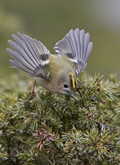 Regulus Regulus Species Prints: Goldcrest, Regulus regulus