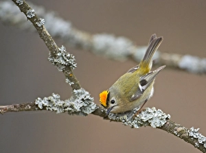 Regulus Regulus Species Prints: Goldcrest, Regulus regulus