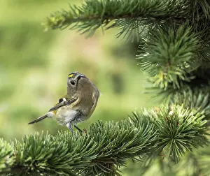 Regulus Regulus Species Prints: Goldcrest, Regulus regulus