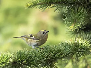 Regulus Regulus Species Prints: Goldcrest, Regulus regulus