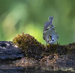Wild Animal Images Spain Prints: Goldcrest, Regulus regulus