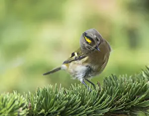 Regulus Regulus Species Prints: Goldcrest, Regulus regulus