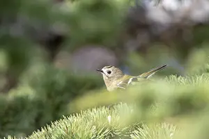 Autumn Bird Migration Prints: Goldcrest, Regulus regulus