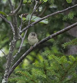 Goldcrest Bird Prints: Goldcrest, Regulus regulus