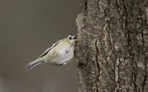 Bird Perched On Tree Branch Prints: Goldcrest, Regulus regulus