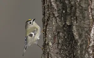 Goldcrest Bird Prints: Goldcrest, Regulus regulus