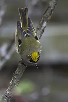 Regulus Regulus Species Prints: Goldcrest, Regulus regulus