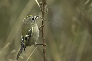 Regulus Regulus Species Prints: Goldcrest, Regulus regulus