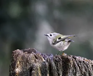Dutch Nature Photography Prints: Goldcrest, Regulus regulus