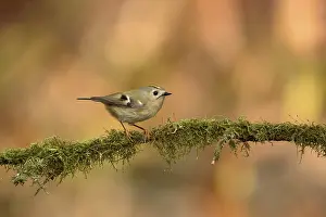 Goldcrest Bird Prints: Goldcrest, Regulus regulus