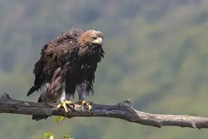 European Raptor Birds Prints: Golden Eagle
