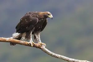 Aquila Chrysaetos Species Prints: Golden Eagle