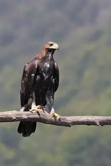 Aquila Chrysaetos Prints: Golden Eagle