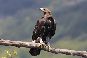Aquila Chrysaetos Species Prints: Golden Eagle