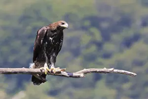 Aquila Chrysaetos Species Prints: Golden Eagle