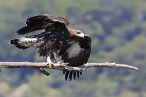 Aquila Chrysaetos Species Prints: Golden Eagle