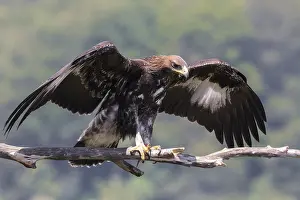Aquila Chrysaetos Species Prints: Golden Eagle