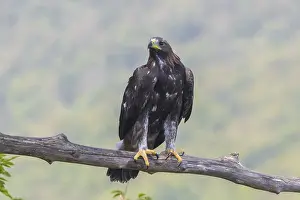 Golden Eagle Prints: Golden Eagle