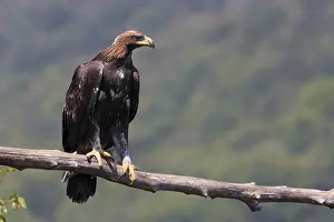 Golden Eagle Prints: Golden Eagle