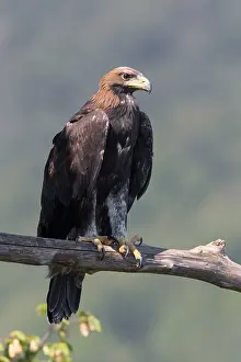 Aquila Chrysaetos Images Prints: Golden Eagle