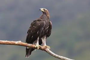 Aquila Chrysaetos Species Prints: Golden Eagle