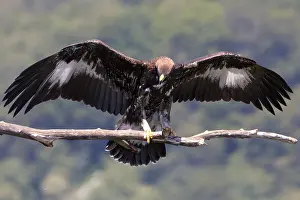 Golden Eagle Prints: Golden Eagle