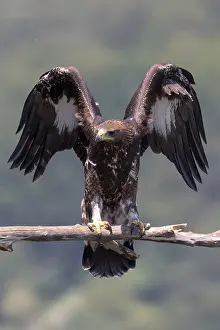 Aquila Chrysaetos Species Prints: Golden Eagle