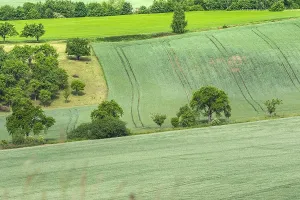 Summer European Landscapes Prints: Graanakkers, Corn fields
