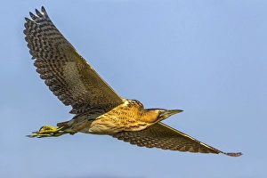Blue Sky Nature Scenes Prints: Great Bittern, Botaurus stellaris